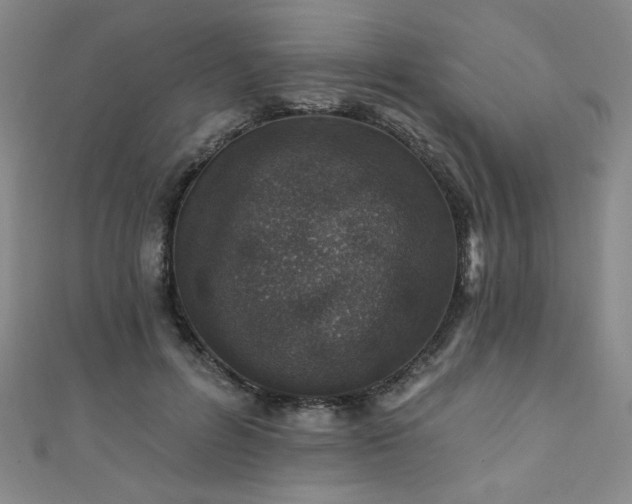 X0000111130600200906301212