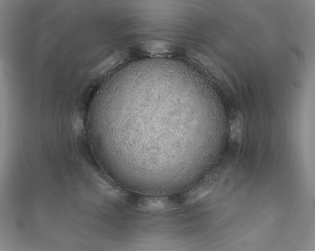 X0000111130618200906301211