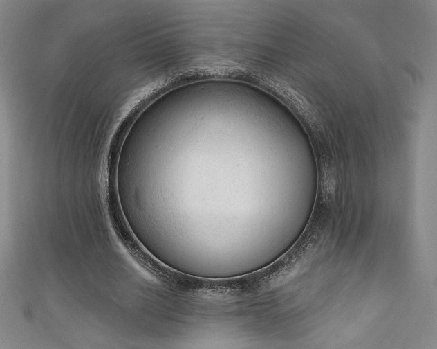 X0000111130630200906301211