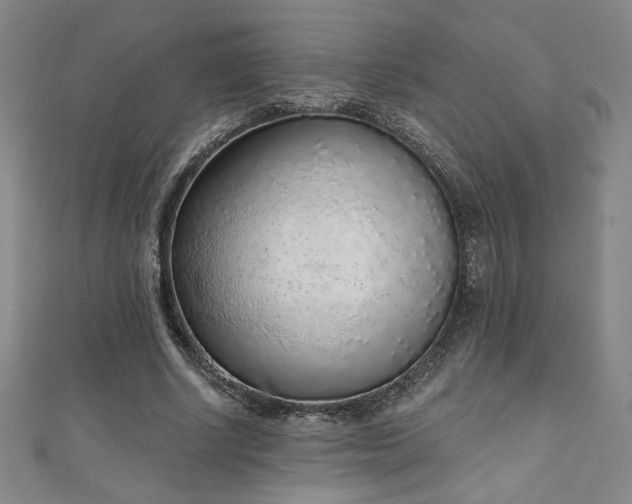 X0000111130634200906301211