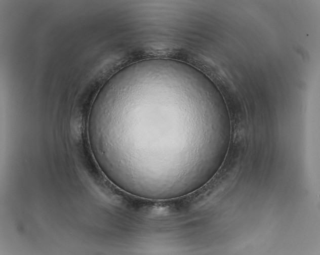 X0000111130647200906301211