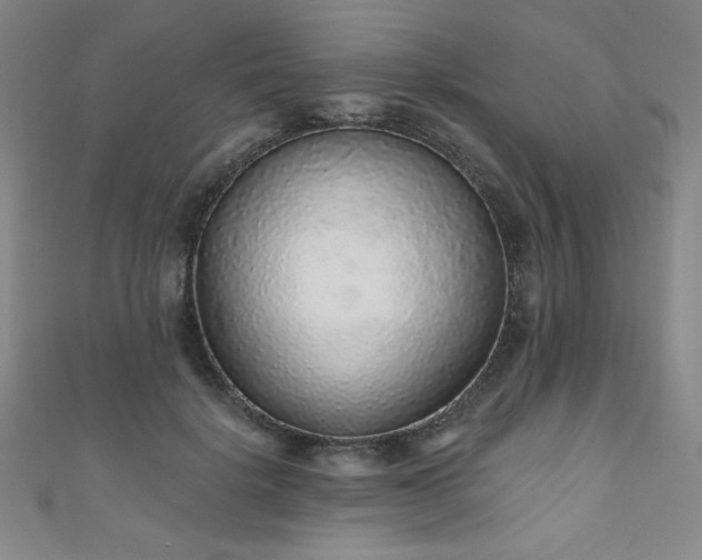 X0000111130652200906301211