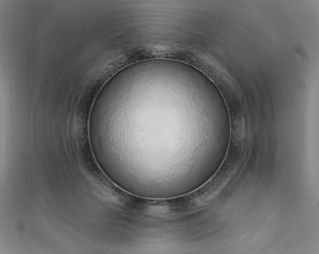 X0000111130653200906301211