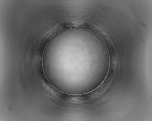 X0000111130657200906301211