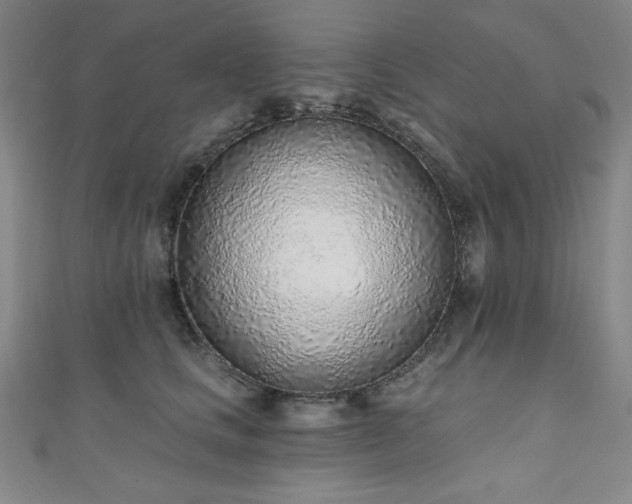 X0000111130661200906301211