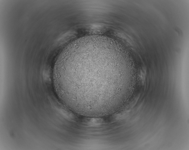 X0000111130663200906301211