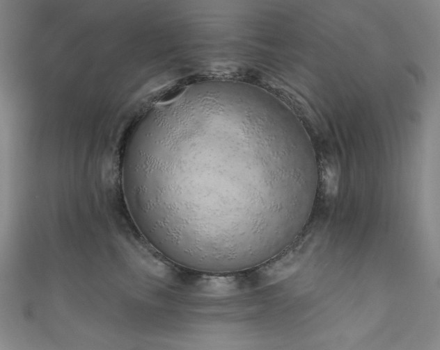 X0000111130665200906301211