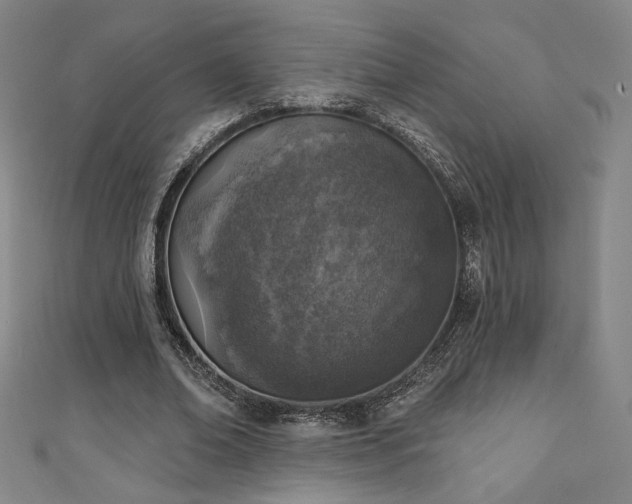 X0000111130678200906301211