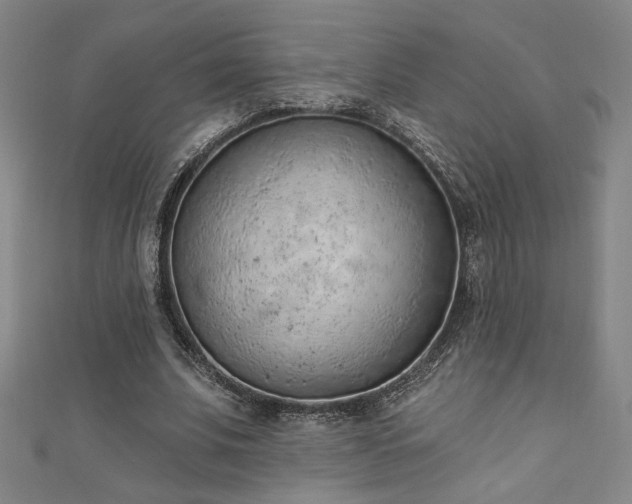 X0000111130679200906301211
