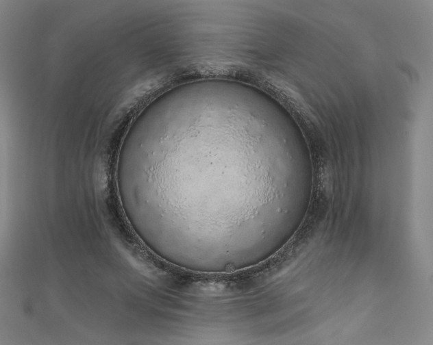 X0000111130687200906301210