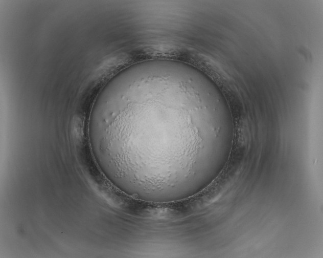 X0000111130695200906301210
