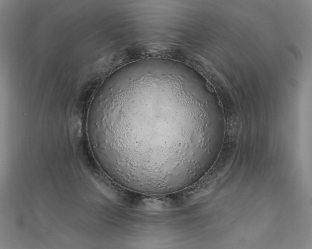 X0000111130703200906301210