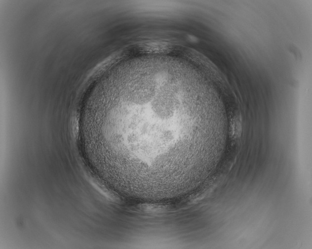 X0000111130733200906301210