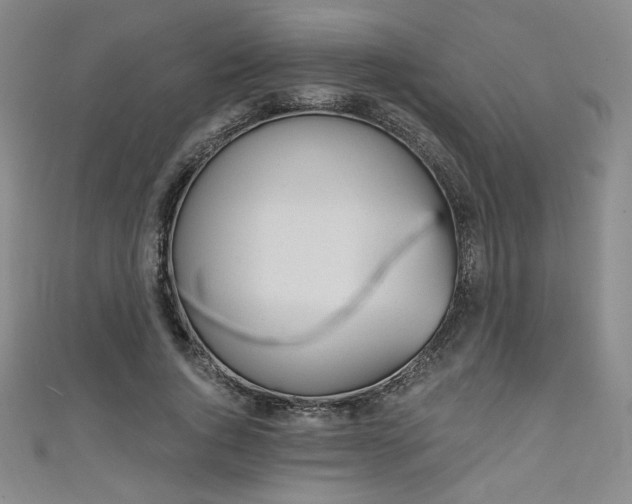 X0000111130736200906301210