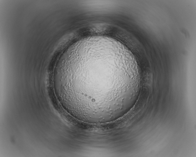 X0000111130738200906301210