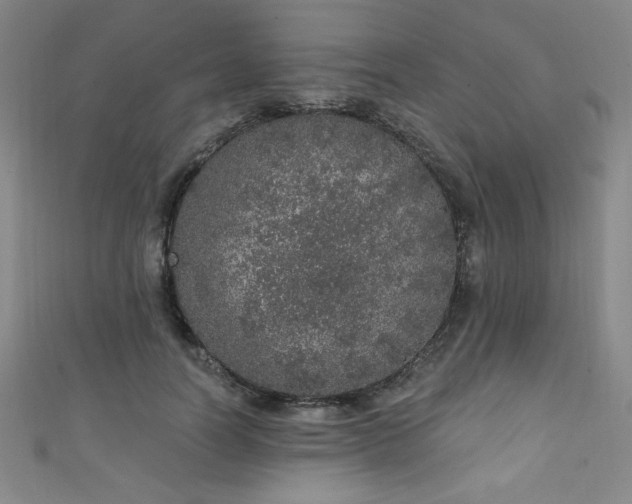 X0000111130746200906301210