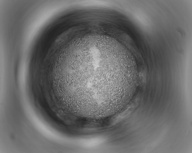 X0000111130765200906301210