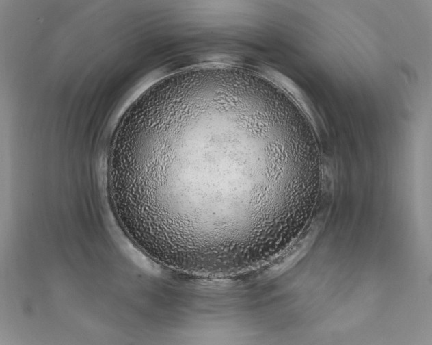 X0000111130859200906301209