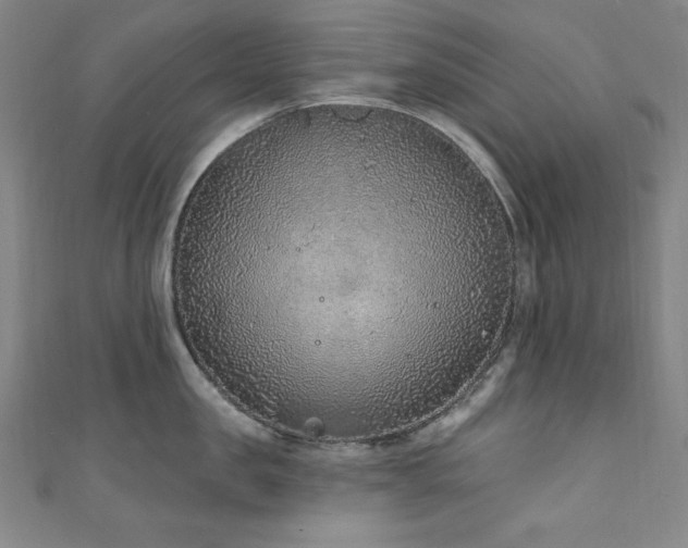 X0000111130957200906301207