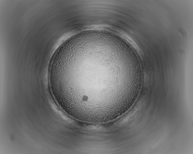 X0000111130994200906301206