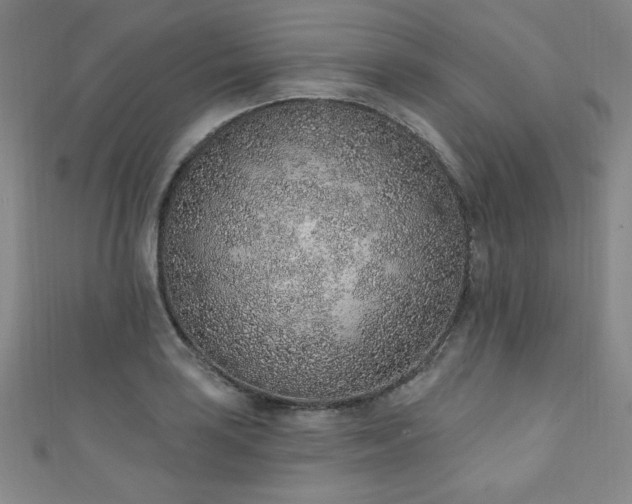 X0000111131035200906301206