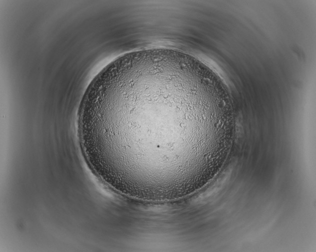 X0000111131047200906301206