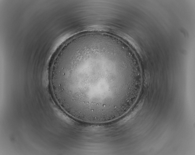X0000111131075200906301205