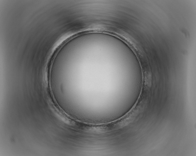 X0000111131078200906301205