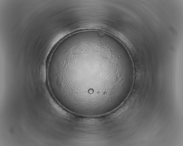 X0000111131079200906301205