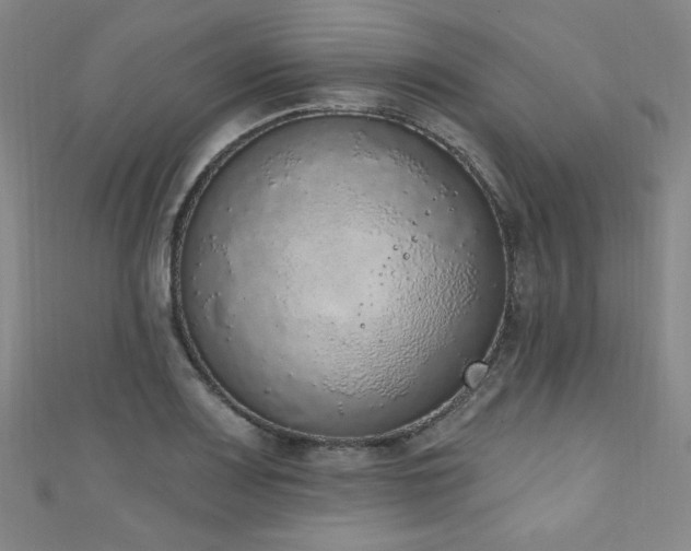 X0000111131083200906301205