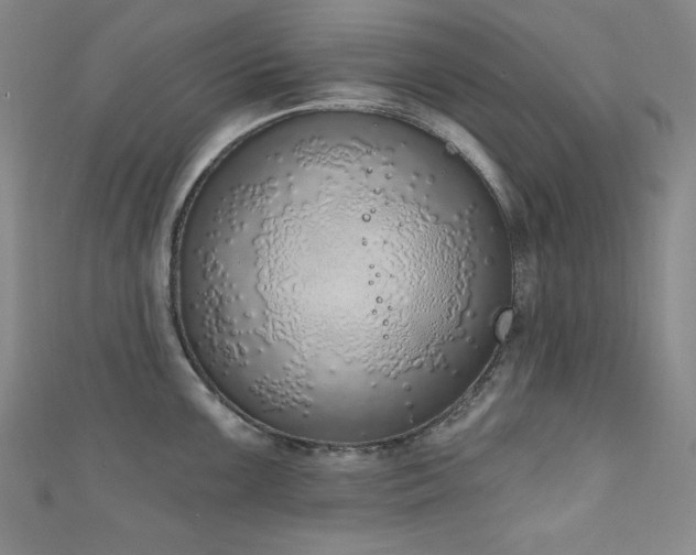 X0000111131099200906301205
