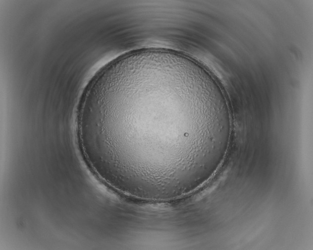 X0000111131133200906301205