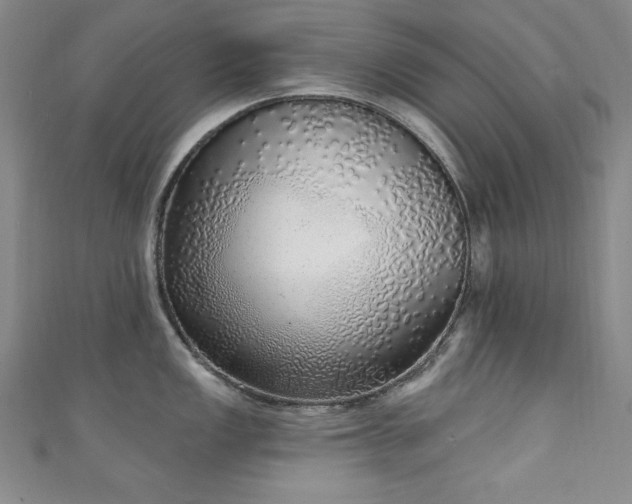 X0000111131149200906301205