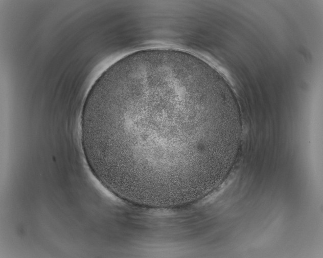 X0000111131239200906301203