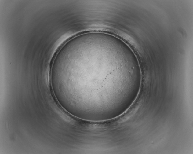 X0000111131275200906301203
