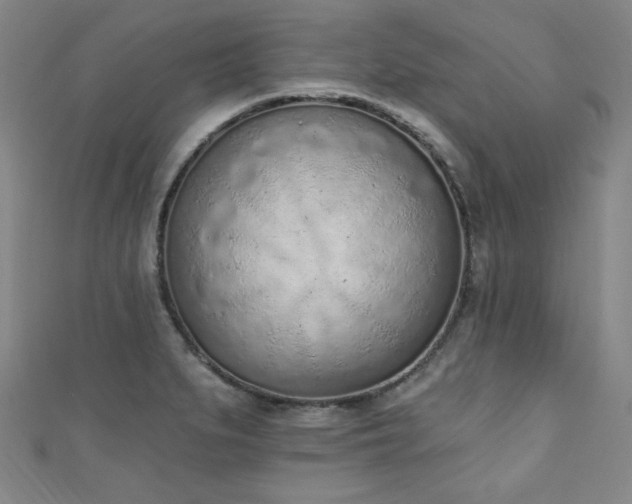 X0000111131279200906301203