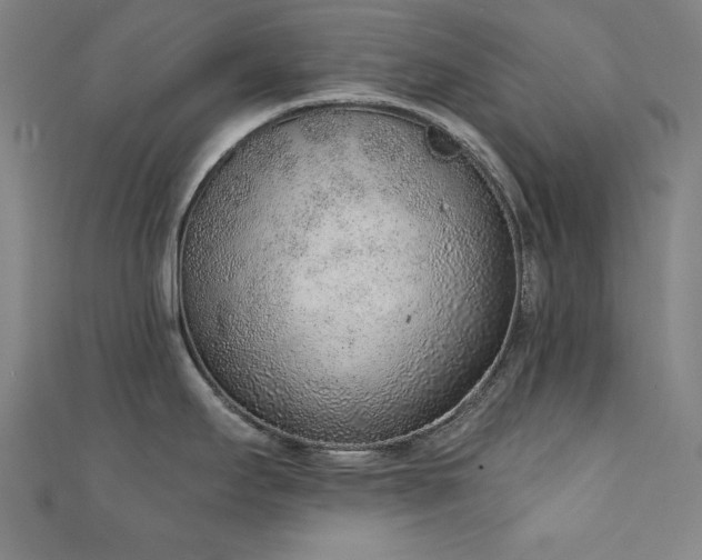 X0000111131295200906301202