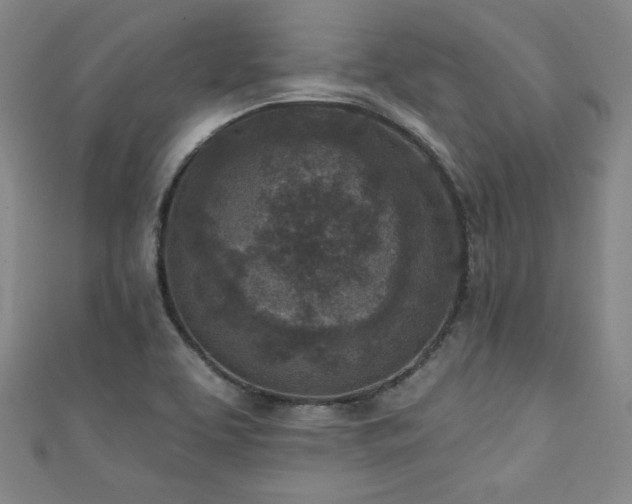 X0000111131463200906301200