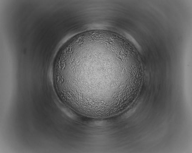 X0000111131035200907071013