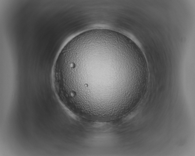 X0000111131056200907071014