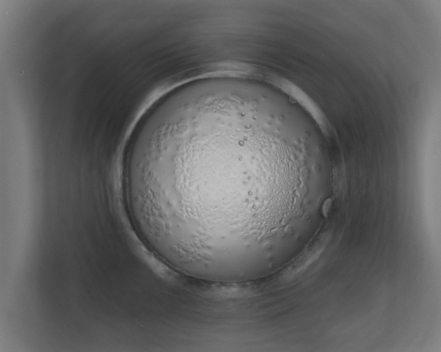 X0000111131099200907071013