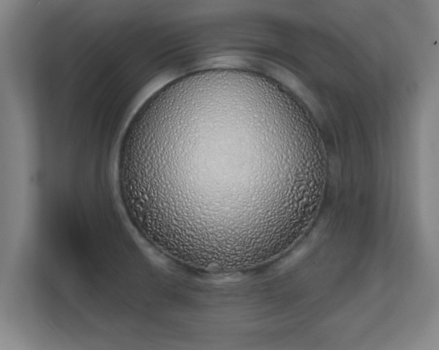 X0000111131426200907071009