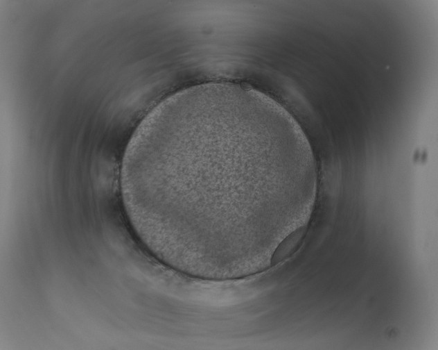 X0000111130029200907211125