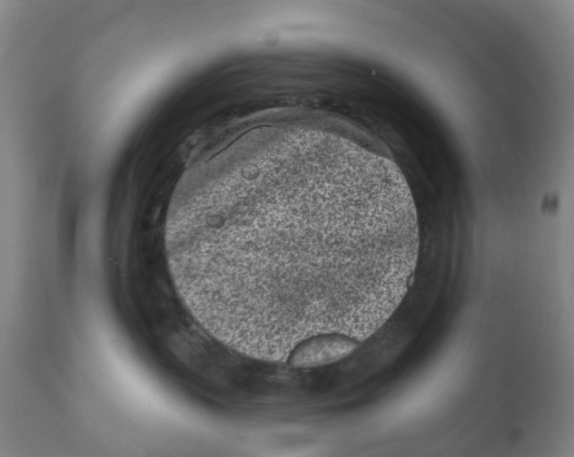 X0000111130383200907211120