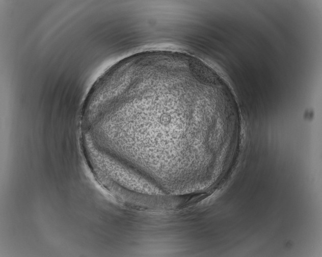 X0000111130989200907211110