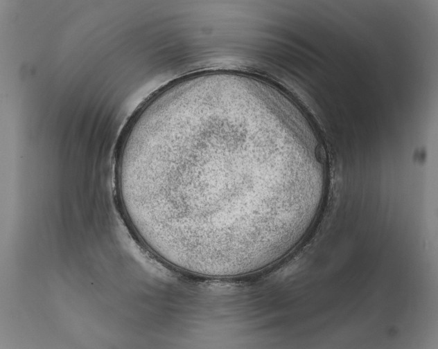 X0000111131034200907211109