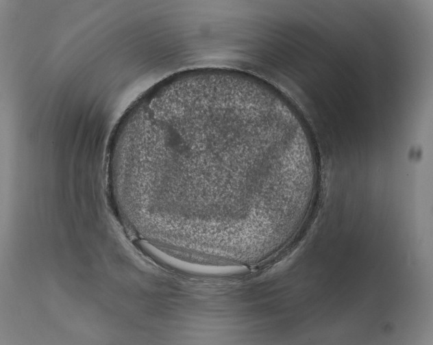 X0000111131077200907211108