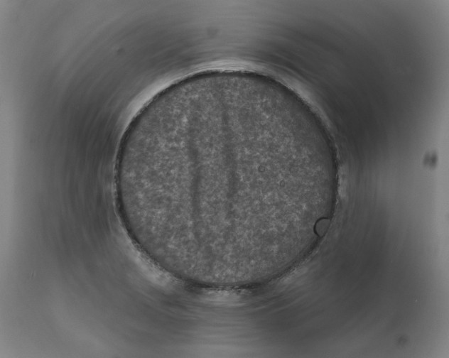 X0000111131229200907211106