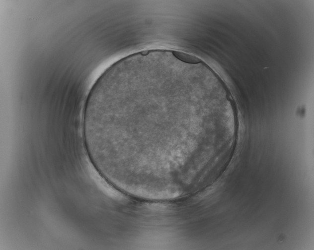 X0000111131246200907211106