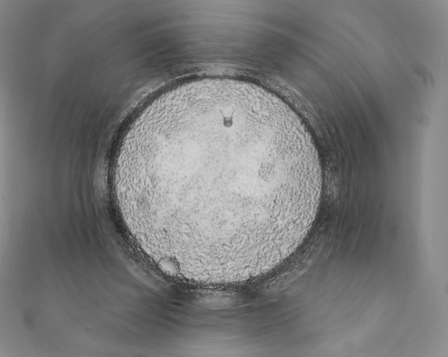 X0000111130347200907281056